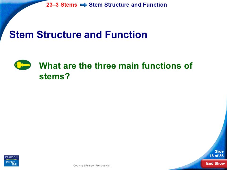 Stem Structure and Function