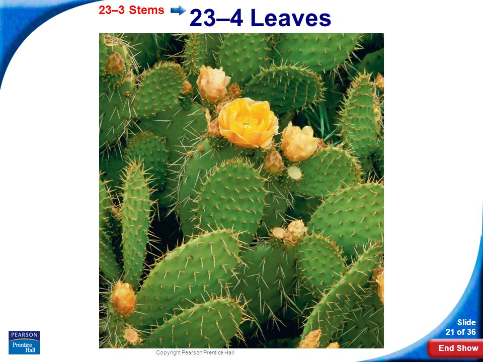 23–4 Leaves Photo Credit: Getty Images Copyright Pearson Prentice Hall