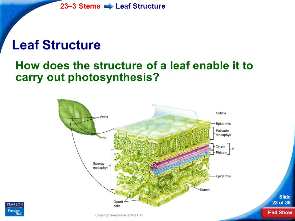 Leaf Structure Leaf Structure. How does the structure of a leaf enable it to carry out photosynthesis