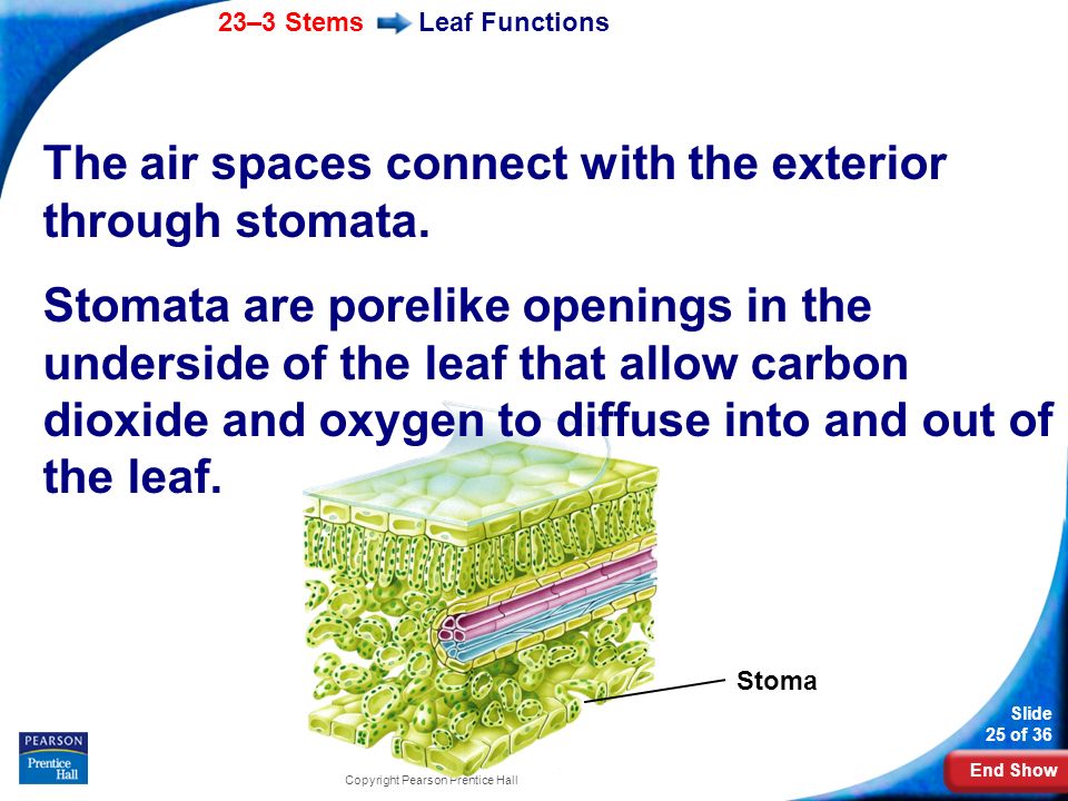 The air spaces connect with the exterior through stomata.