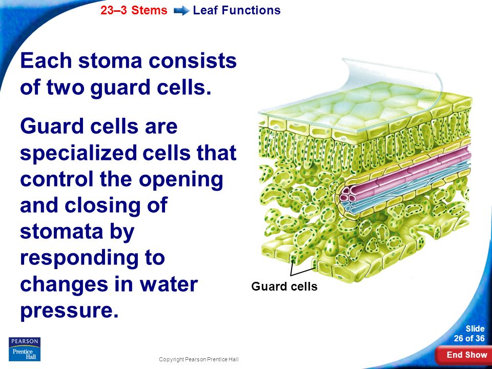 Each stoma consists of two guard cells.