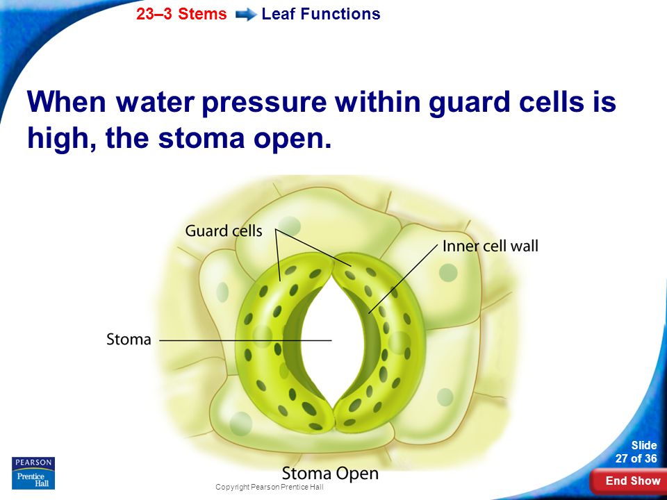 When water pressure within guard cells is high, the stoma open.