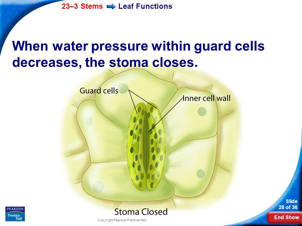 When water pressure within guard cells decreases, the stoma closes.