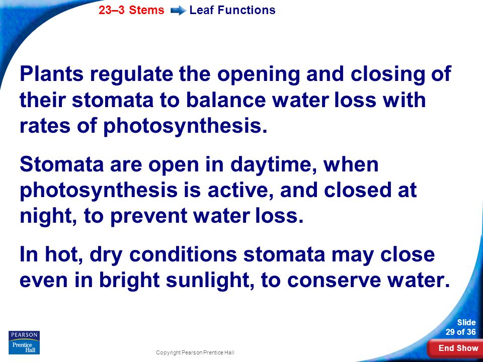 Leaf Functions Plants regulate the opening and closing of their stomata to balance water loss with rates of photosynthesis.
