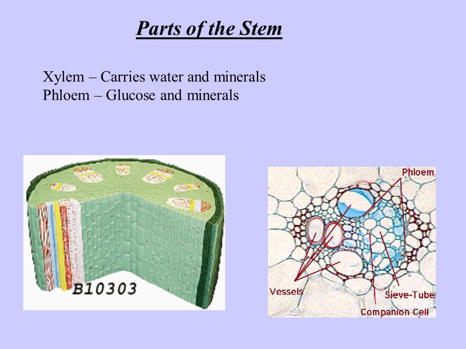 Parts of the Stem Xylem – Carries water and minerals
