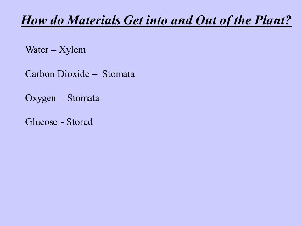 How do Materials Get into and Out of the Plant