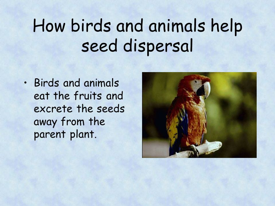 How birds and animals help seed dispersal