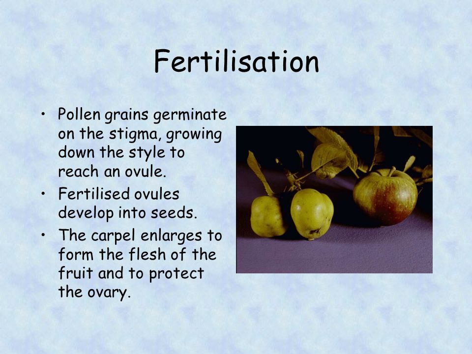 Fertilisation Pollen grains germinate on the stigma, growing down the style to reach an ovule. Fertilised ovules develop into seeds.