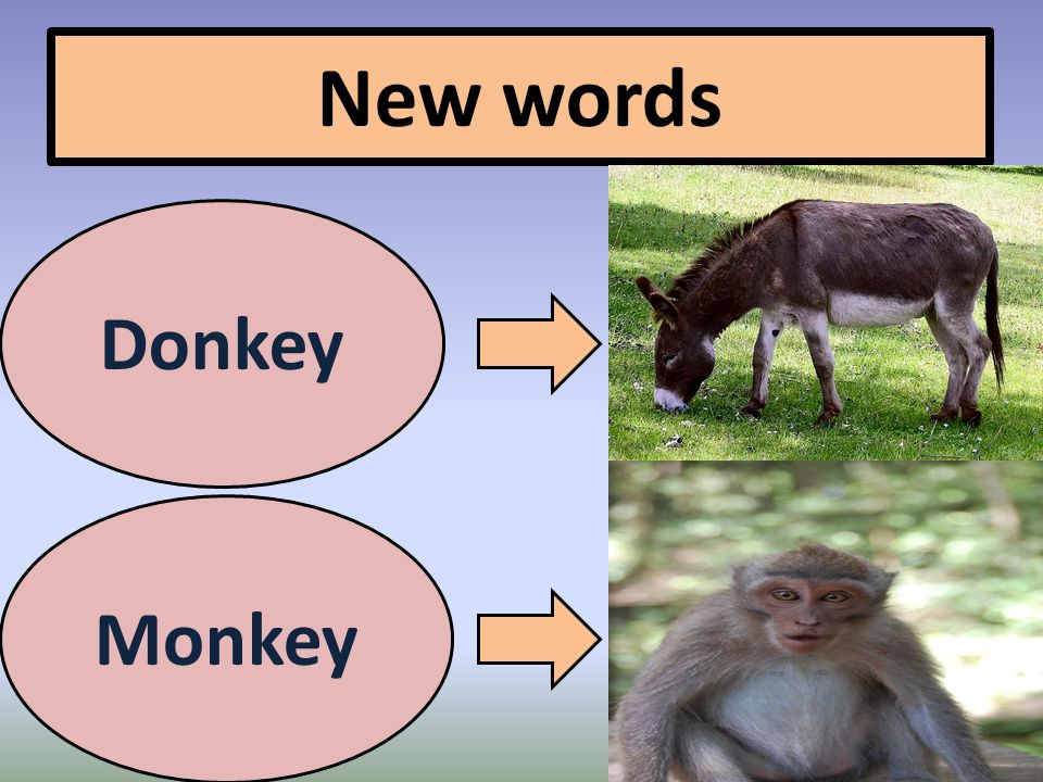New words Donkey Monkey