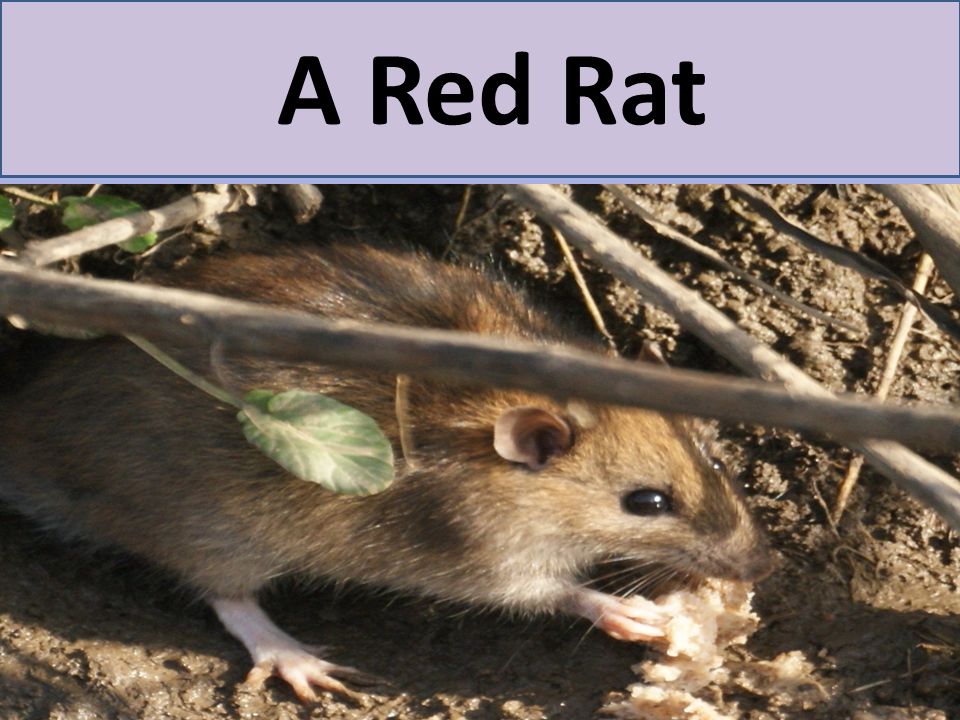 A Red Rat