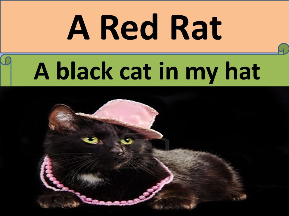 A Red Rat A black cat in my hat