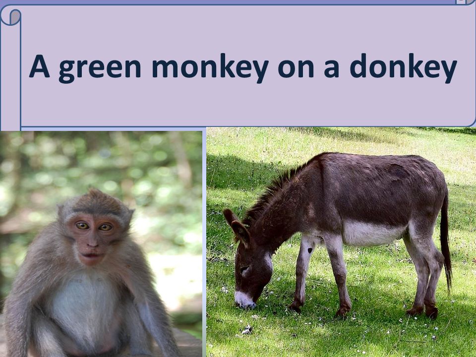 A green monkey on a donkey