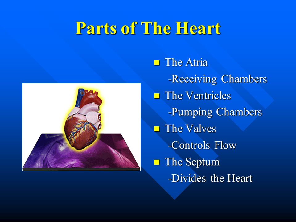 Parts of The Heart The Atria -Receiving Chambers The Ventricles
