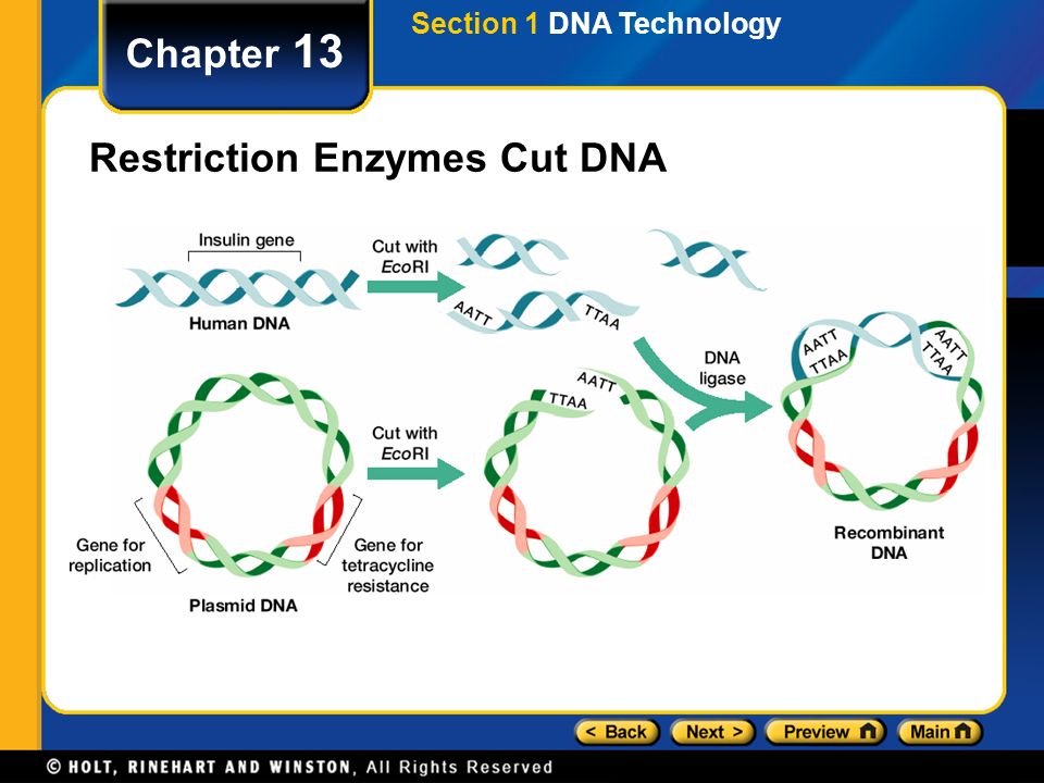 Restriction Enzymes Cut DNA
