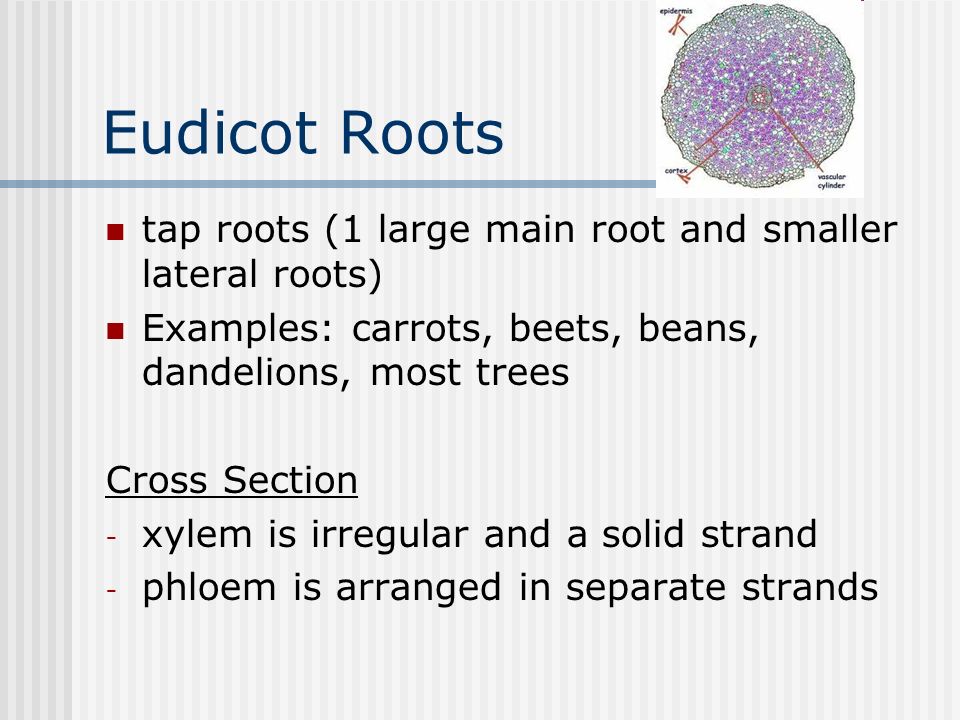 Eudicot Roots tap roots (1 large main root and smaller lateral roots)
