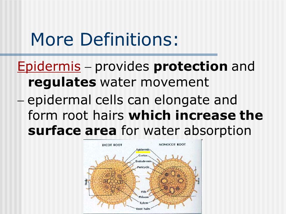 More Definitions: Epidermis - provides protection and regulates water movement.