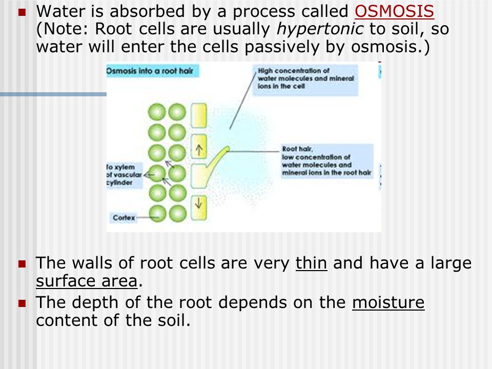 Water is absorbed by a process called OSMOSIS (Note: Root cells are usually hypertonic to soil, so water will enter the cells passively by osmosis.)