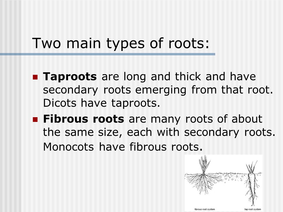 Two main types of roots: