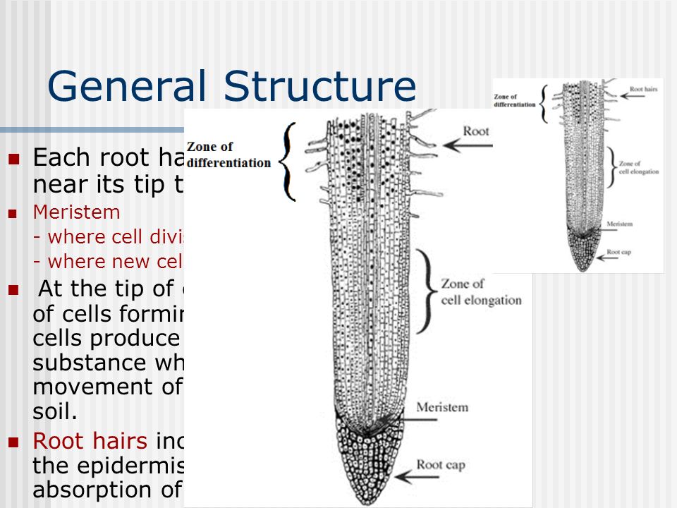 General Structure Each root has a meristemic area near its tip to allow for growth. Meristem. - where cell division takes place (growth)