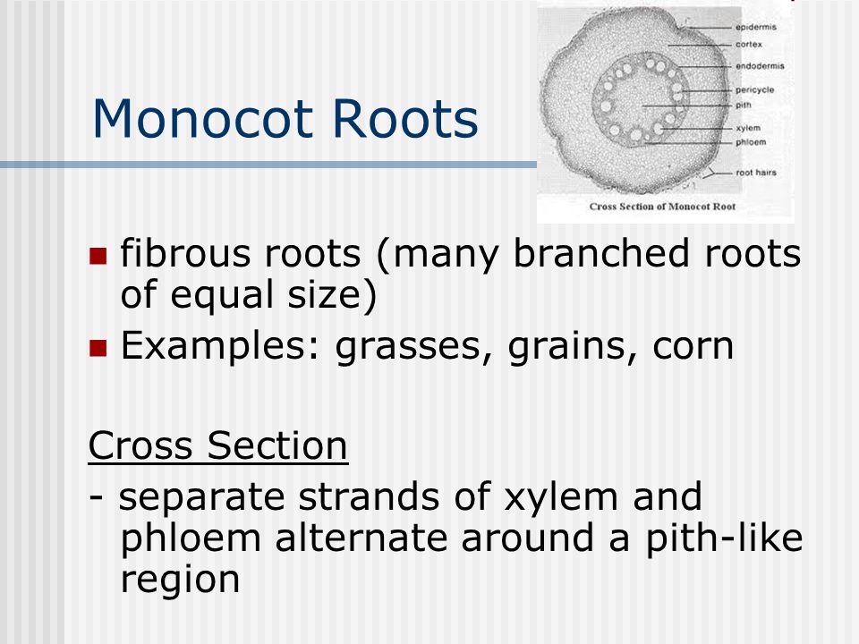 Monocot Roots fibrous roots (many branched roots of equal size)