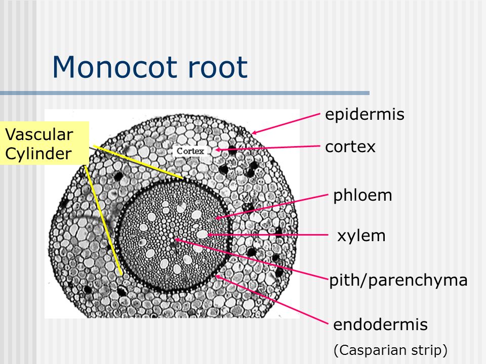 Monocot root epidermis Vascular Cylinder cortex phloem xylem