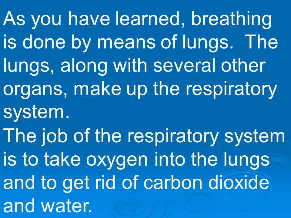 As you have learned, breathing is done by means of lungs