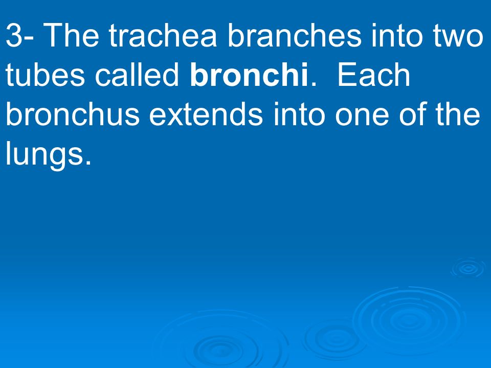 3- The trachea branches into two tubes called bronchi
