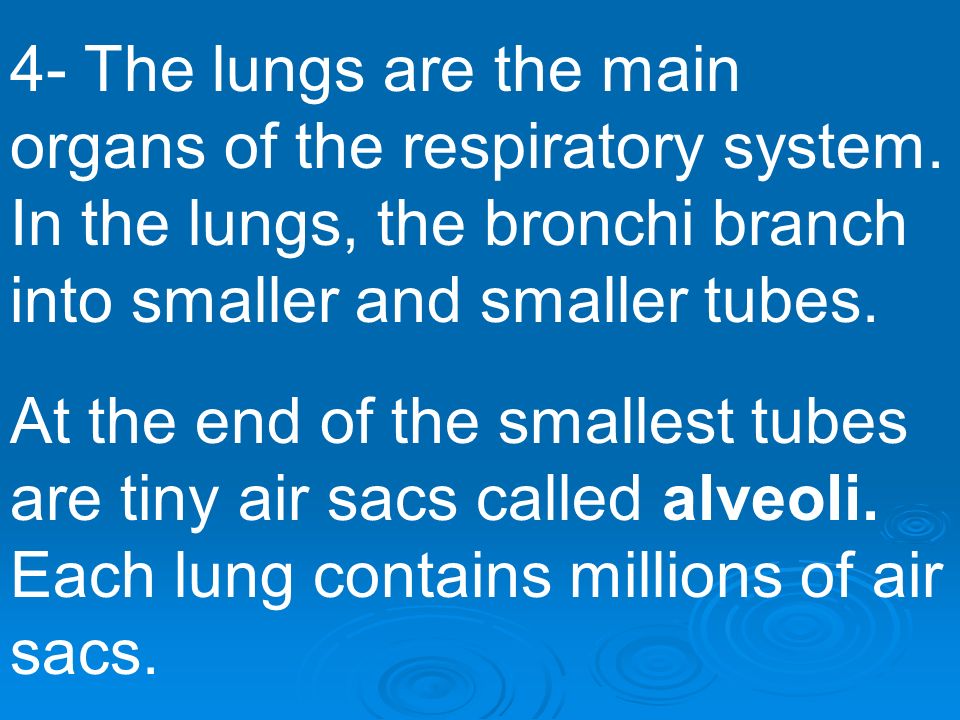 4- The lungs are the main organs of the respiratory system