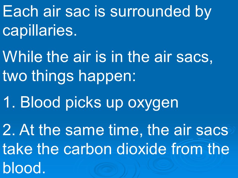 Each air sac is surrounded by capillaries.