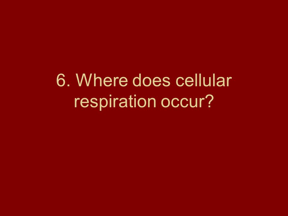 6. Where does cellular respiration occur