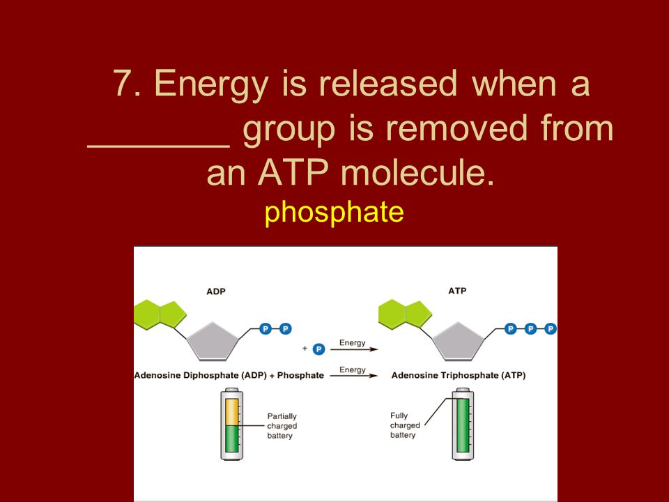 7. Energy is released when a _______ group is removed from an ATP molecule.
