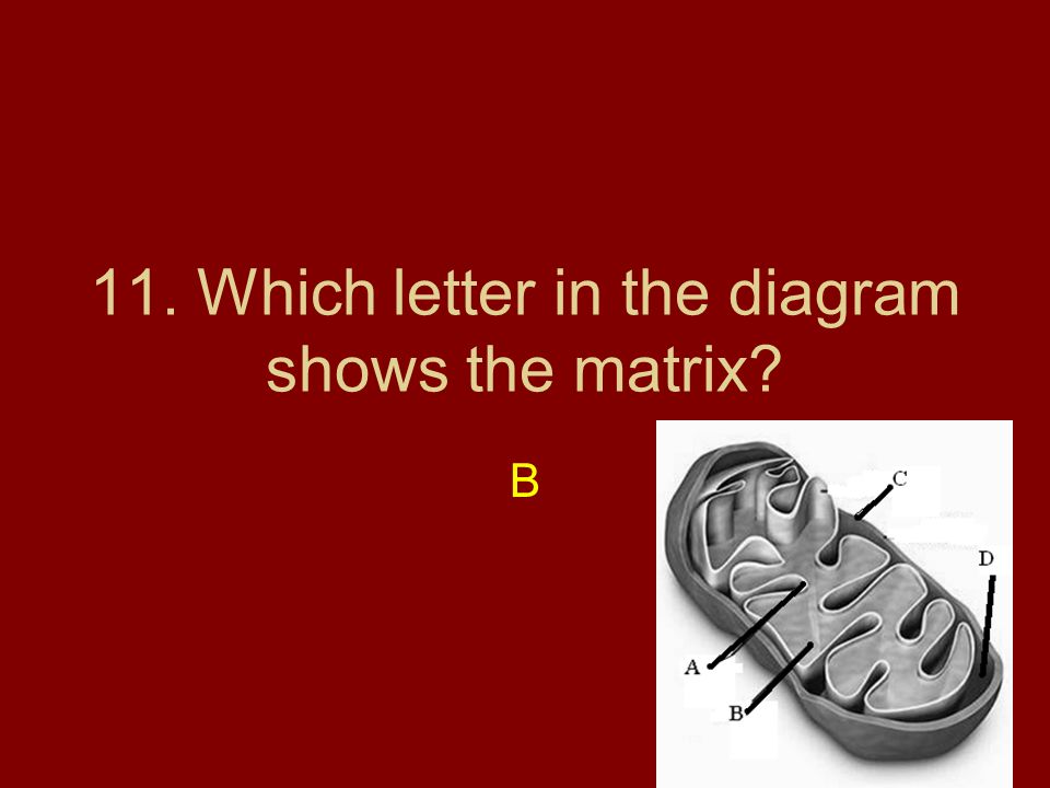 11. Which letter in the diagram shows the matrix