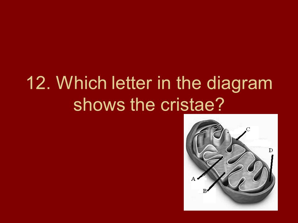 12. Which letter in the diagram shows the cristae
