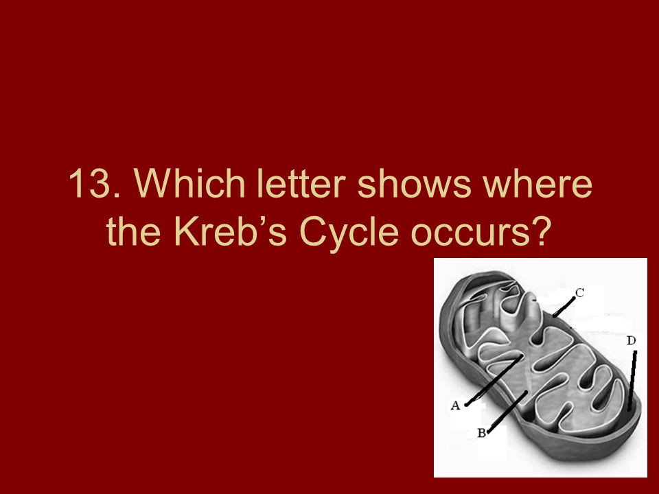 13. Which letter shows where the Kreb’s Cycle occurs