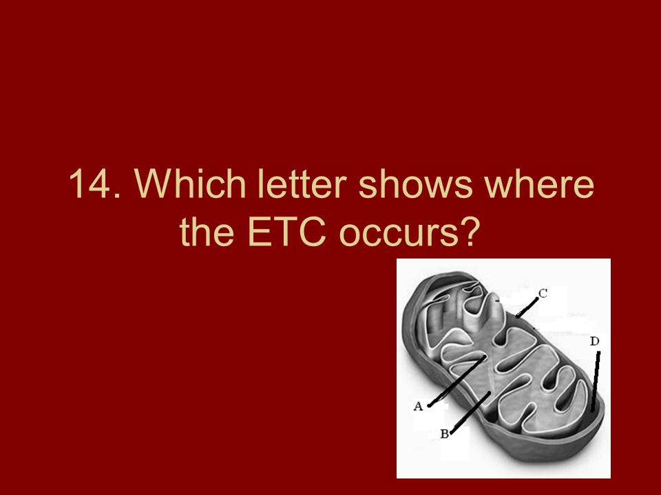 14. Which letter shows where the ETC occurs