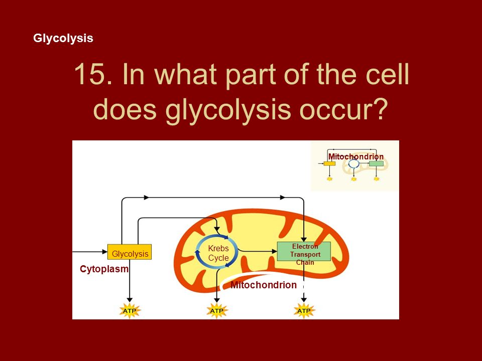 15. In what part of the cell does glycolysis occur