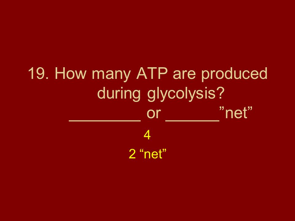 19. How many ATP are produced during glycolysis