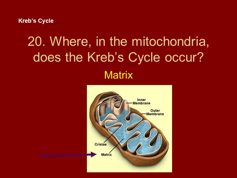 20. Where, in the mitochondria, does the Kreb’s Cycle occur