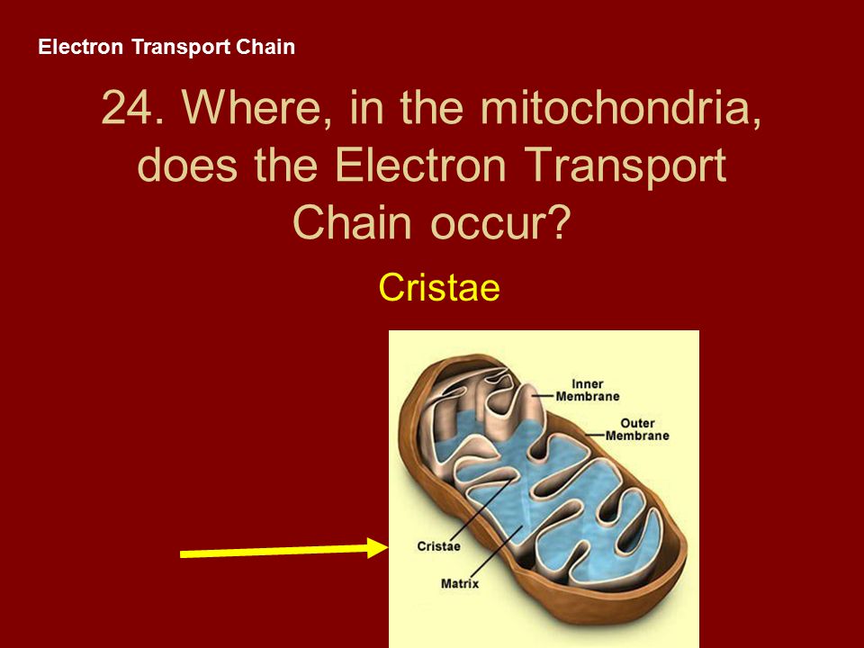 Electron Transport Chain