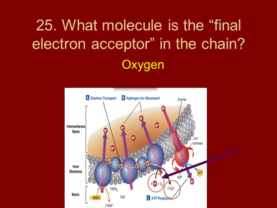 25. What molecule is the final electron acceptor in the chain