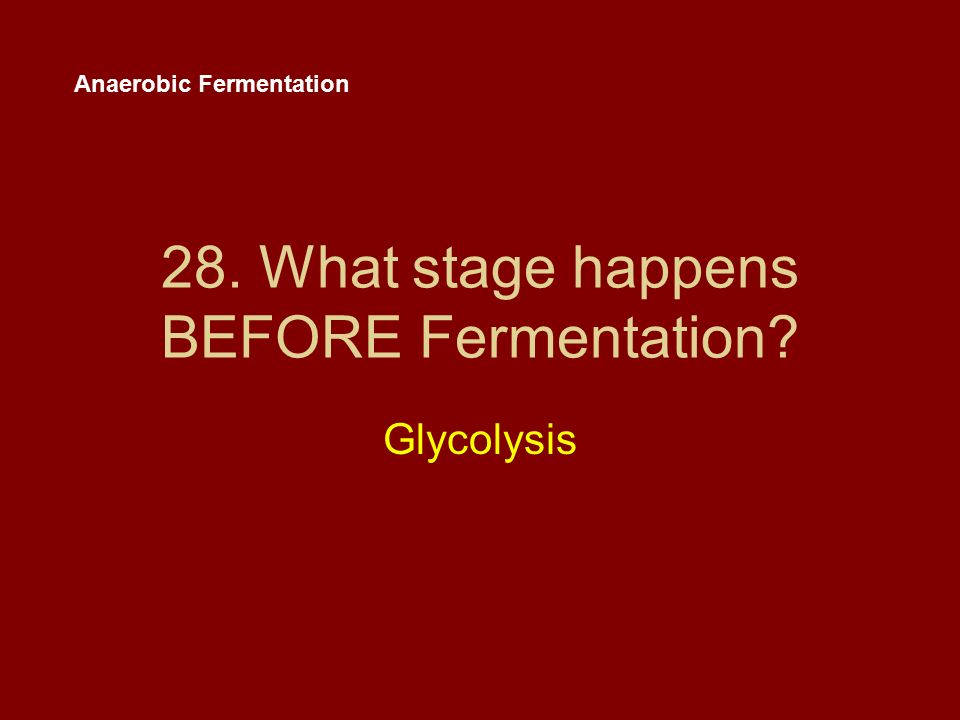 28. What stage happens BEFORE Fermentation