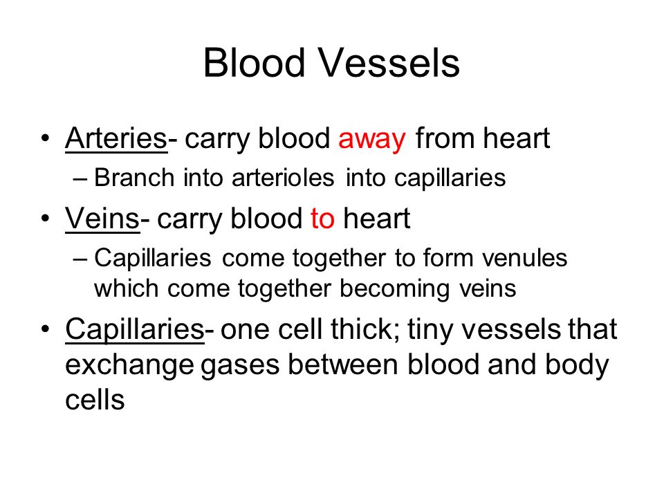 Blood Vessels Arteries- carry blood away from heart