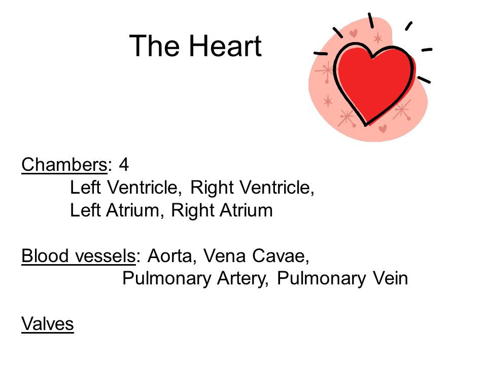 The Heart Chambers: 4 Left Ventricle, Right Ventricle,