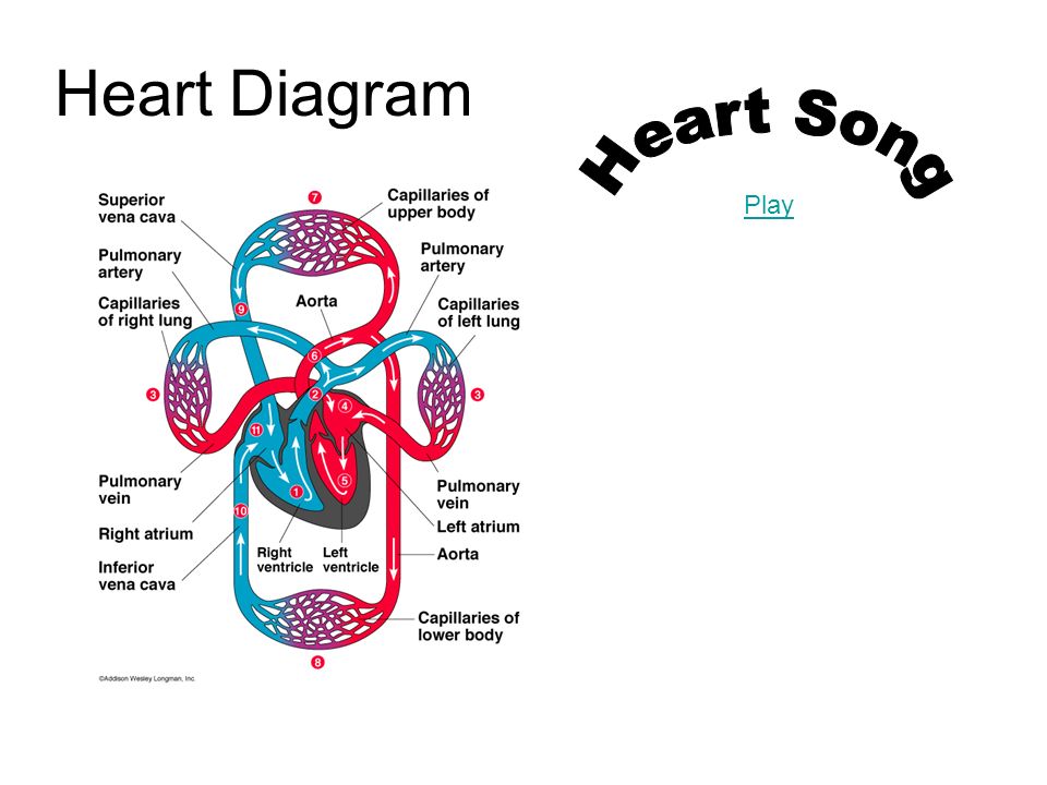 Heart Diagram Heart Song Play
