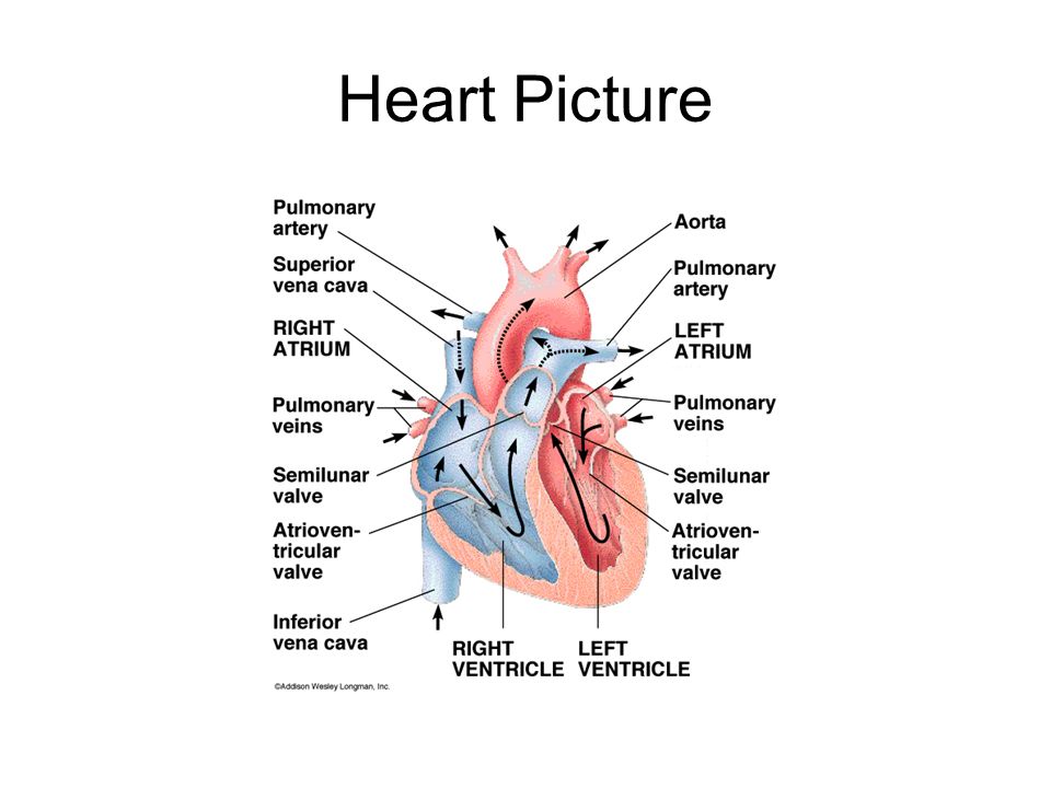 Heart Picture