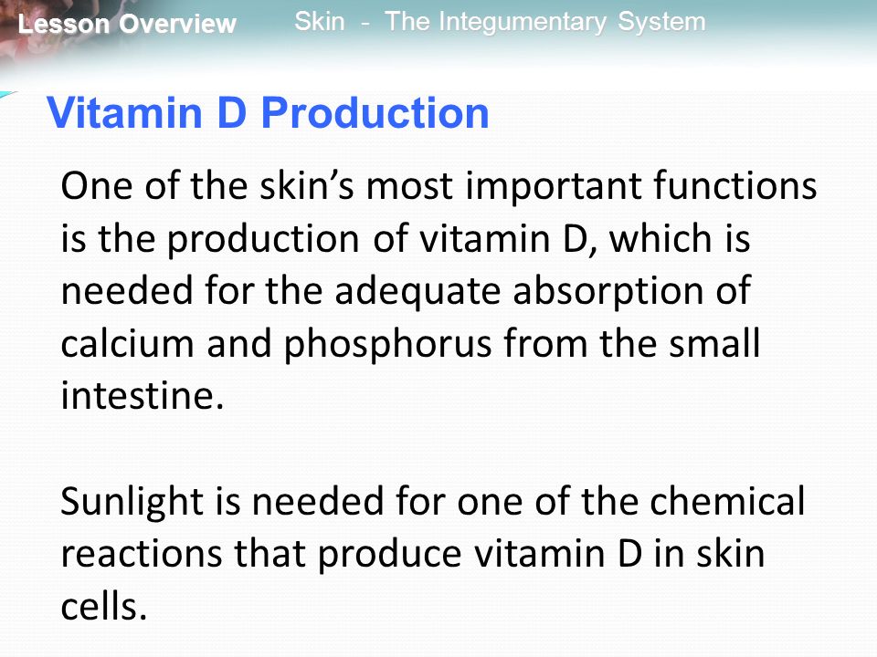 Vitamin D Production