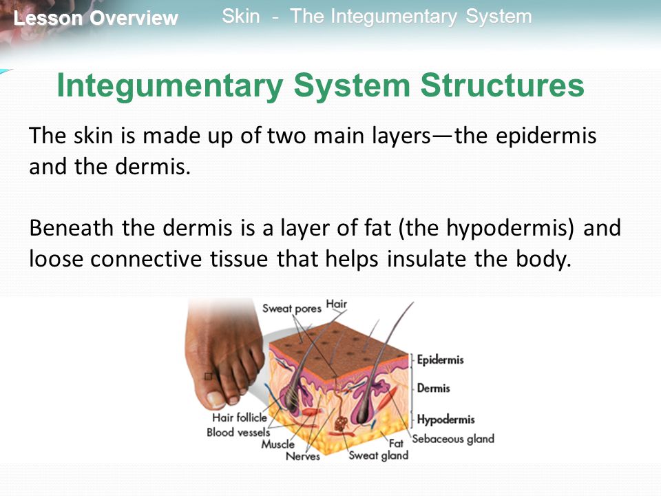 Integumentary System Structures