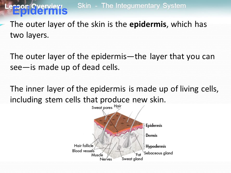 Epidermis The outer layer of the skin is the epidermis, which has two layers.