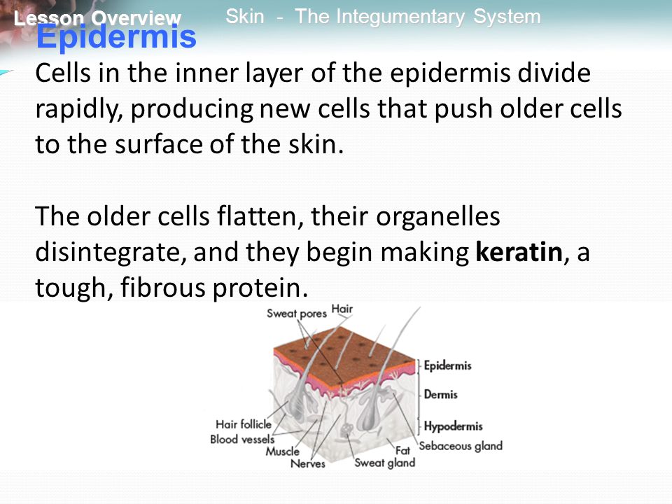 Epidermis Cells in the inner layer of the epidermis divide rapidly, producing new cells that push older cells to the surface of the skin.