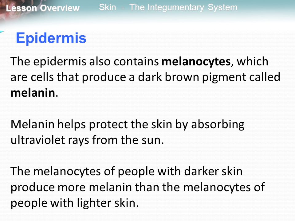 Epidermis The epidermis also contains melanocytes, which are cells that produce a dark brown pigment called melanin.